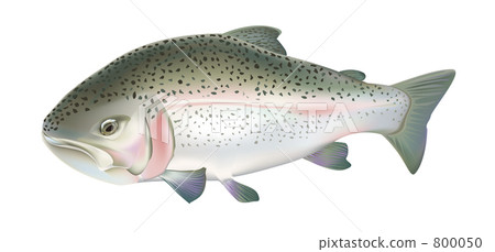 Rainbow trout 800050