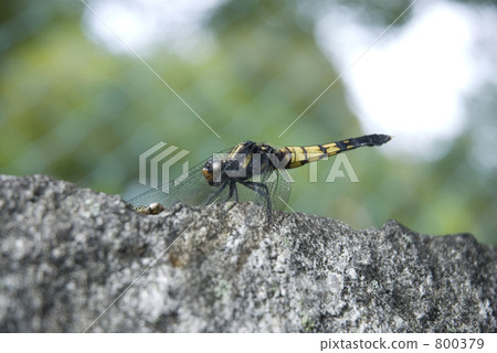 具體 混凝土 水泥 800379