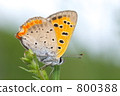 Bennisimi 800388