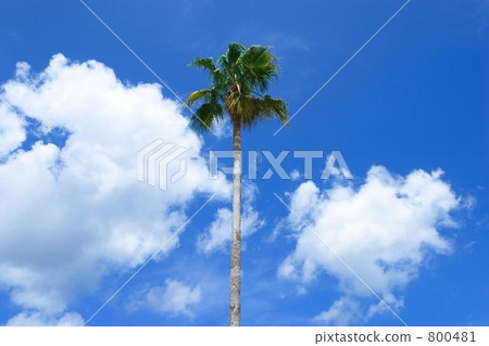 Palm tree in blue sky 800481