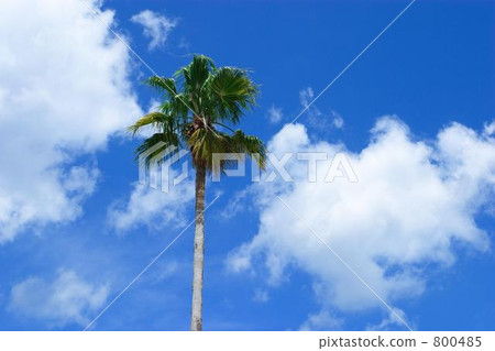 Palm tree in blue sky 800485