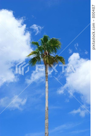 Palm tree in blue sky 800487