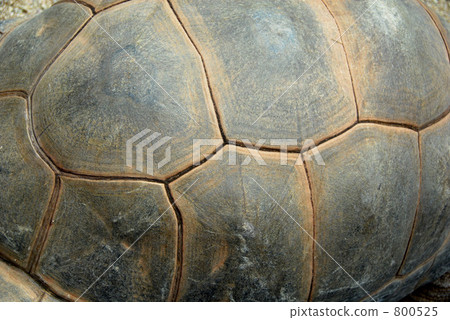 龜殼圖案 800525