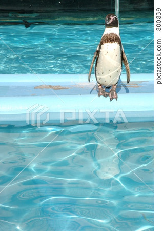 Humboldt Penguin 800839