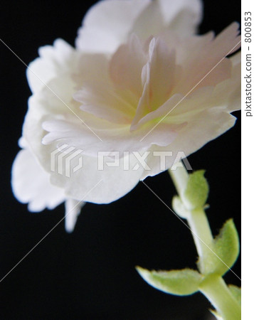 White begonia 2 800853