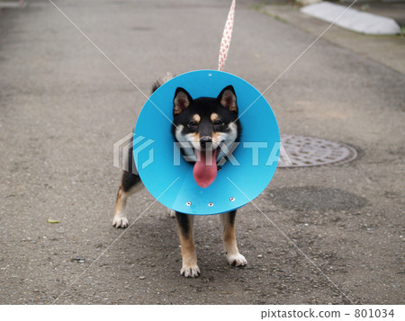 Shiba Inu to do Elizabeth color 801034