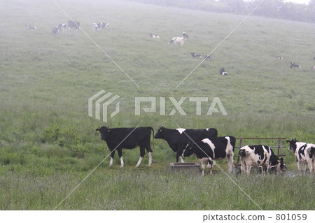 放牧 801059