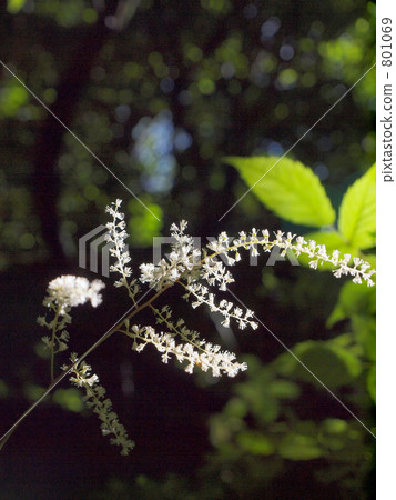 漂浮在光的shawma的花 801069