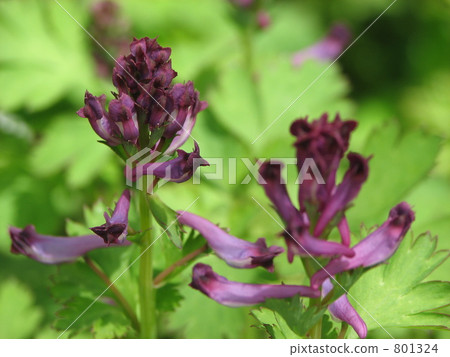 Murasaki Keman Murasaki Keman 801324