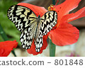Butterflies and flowers 801848