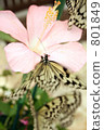 Butterflies and flowers 801849