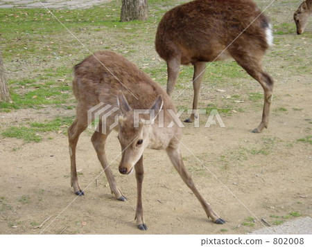 Deer in Nara Park 802008