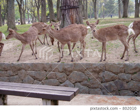A group of deer in Nara Park 802010