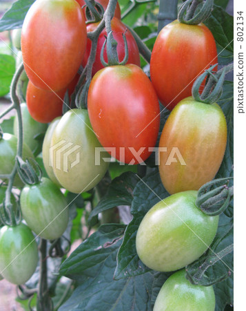 Mini tomato named Aiko Mini tomato named Aiko 802134