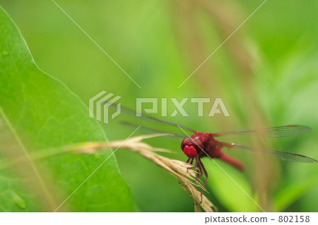 Rice dragonfly on rice paddies in rice field 1 Rice dragonfly on rice paddies in rice field 1 802158