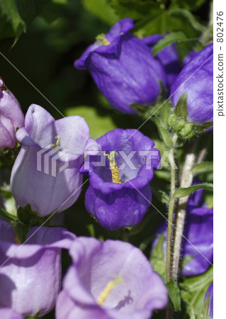 Campanula 802476