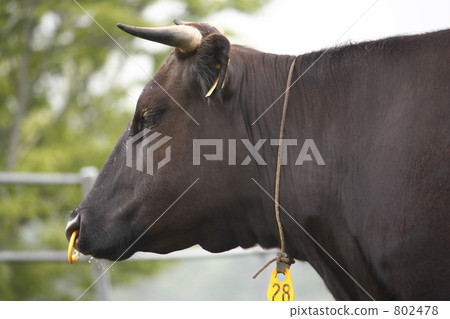 Short horsewago 802478