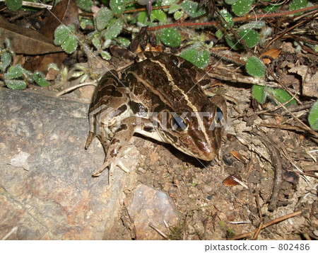 Dalf frog Dalf frog 802486