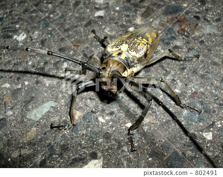 White-tailed camellia 802491