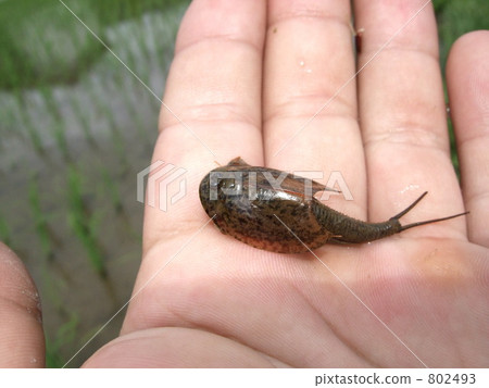 Kabuto shrimp who was in rice field 802493
