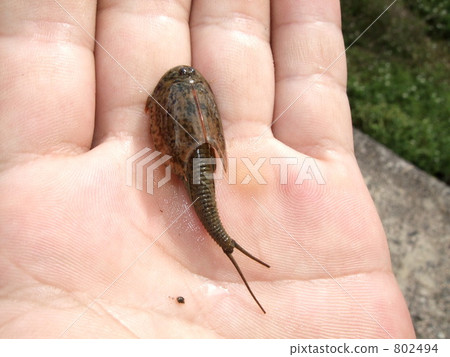 Kabuto shrimp 802494