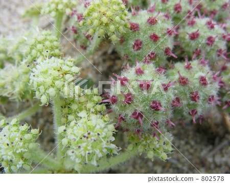 Flower and fruit of Larrel 802578