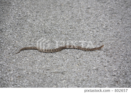 Japanese caddy horn Japanese caddy horn 802657