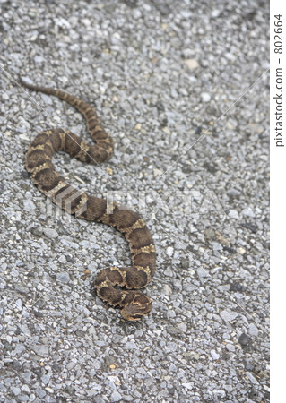 日本球童號角 802664