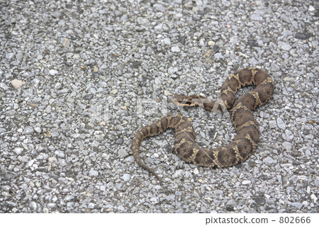 Japanese caddy horn 802666