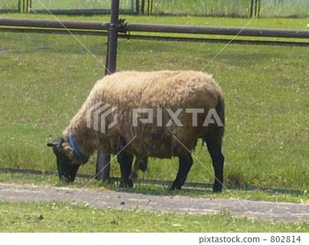 羊 802814