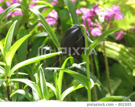 Black lily 802885
