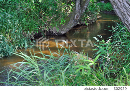 Walking Tono · Kappa abashi 802929