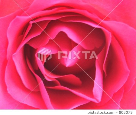 rose, roses, one flower 803075