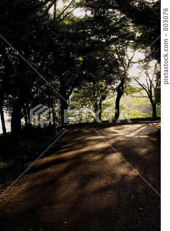 在山里 鹿兒島 森林 803076