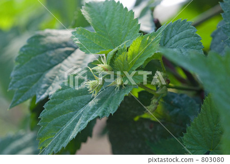 Cultivation of Tono Walk · Hop (Kuwa) Cultivation of Tono Walk · Hop (Kuwa) 803080