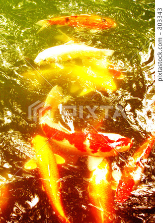 鯉魚 淡水魚 漸層 803343
