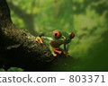 hakkeijima sea paradise, amphibian, amphibians 803371