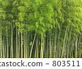  竹林 803511