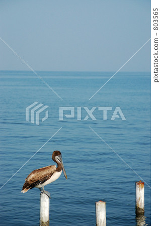 海鵜鶘 海鵜鶘 803565