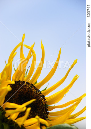向日葵 803745