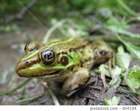 青蛙Byukyo Pico Tonosa青蛙（從側面） 804194