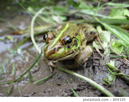 青蛙Byukyo Pico Tomosa青蛙（從之前） 804195