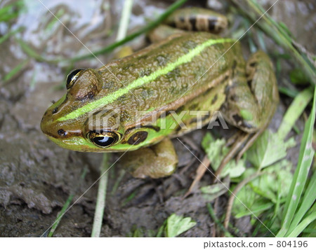 青蛙Byukyo Pico Tomosa青蛙（從上面） 804196