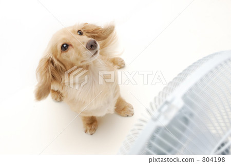 Dachshunds and fans Dachshunds and fans 804198