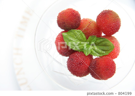 bayberry, wax myrtle, myrica rubra 804199