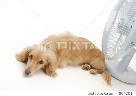 Dachshunds and fans 804201