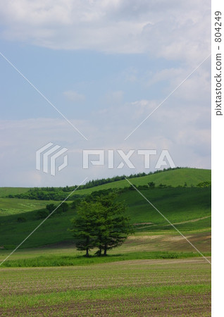 assorted trees, tawadaira, eastern hokkaido 804249