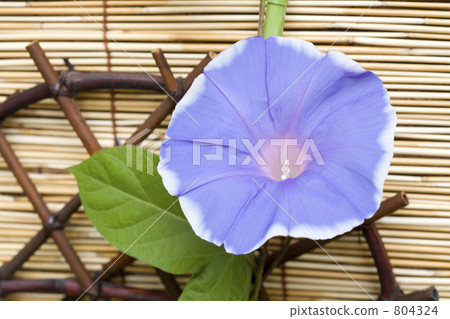喇叭花 804324