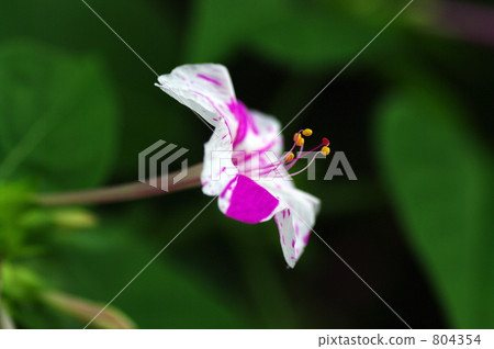 四點整 秘魯的奇蹟 紫茉莉 804354