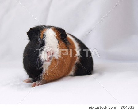 指向側面的豚鼠 804633